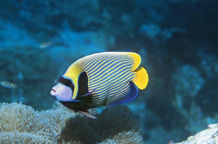 Fish / Aquatic