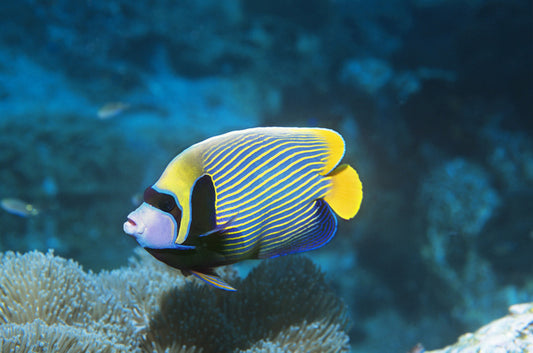 Fish / Aquatic