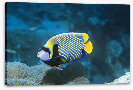 Fish / Aquatic