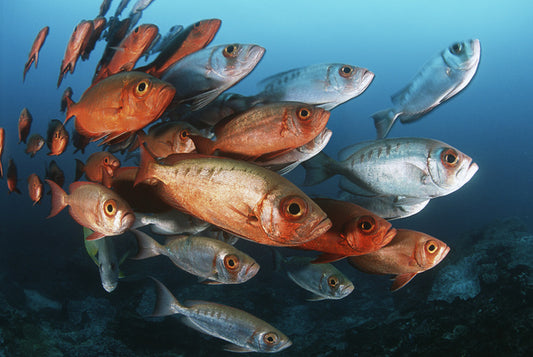 Bigeye school