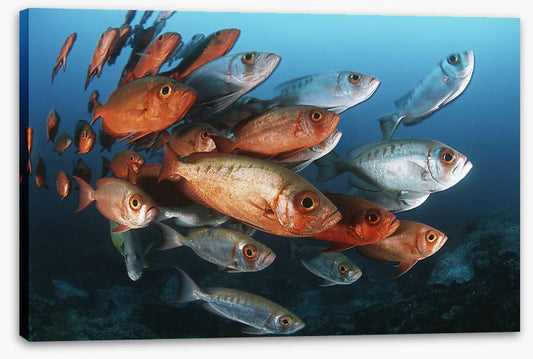 Bigeye school