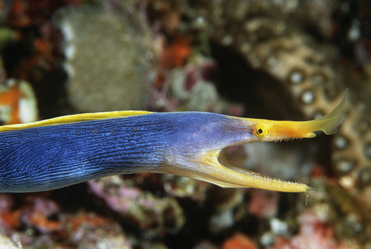 Fish / Aquatic