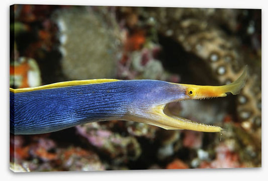 Fish / Aquatic