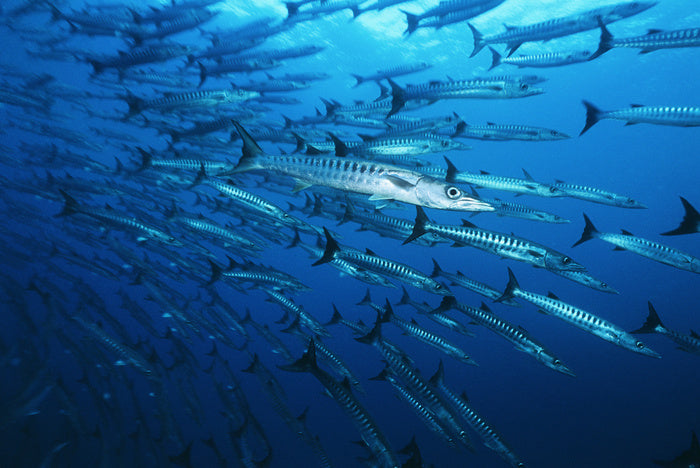Barracuda blues