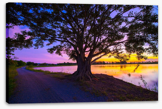 Beyond the big tree