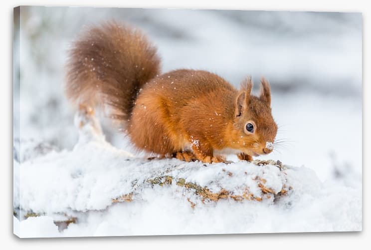 Snowy squirrel