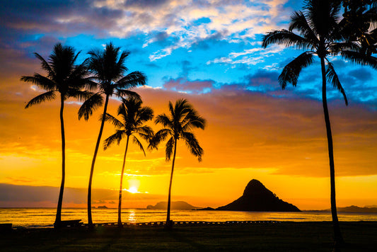 Hawaiian dream