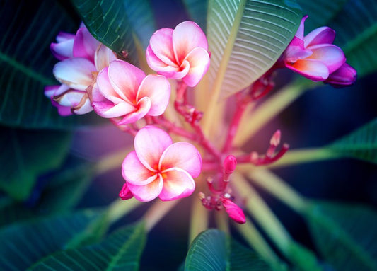 Frangipani focus
