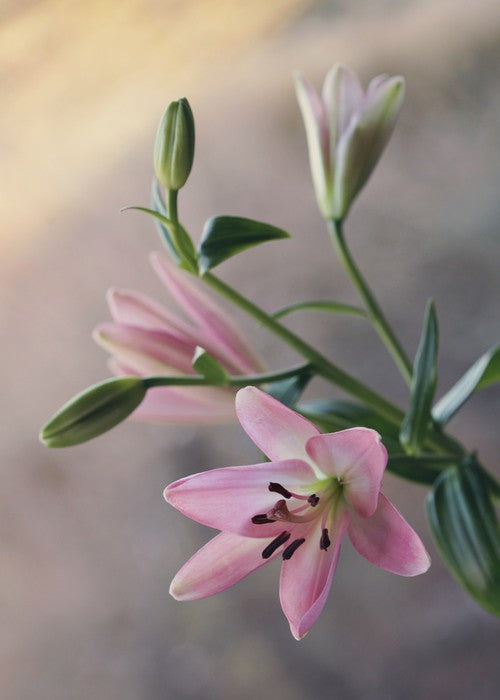 Little lilies
