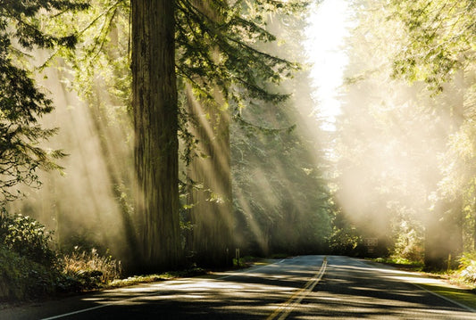 Road through the redwoods
