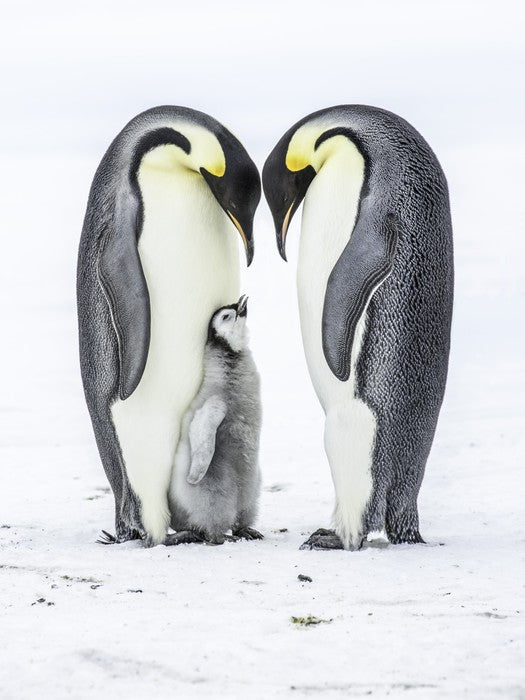 Parental love