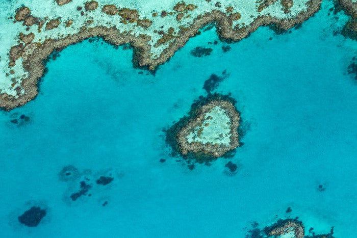 Coral reef heart
