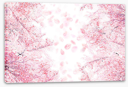 Blossom in the breeze