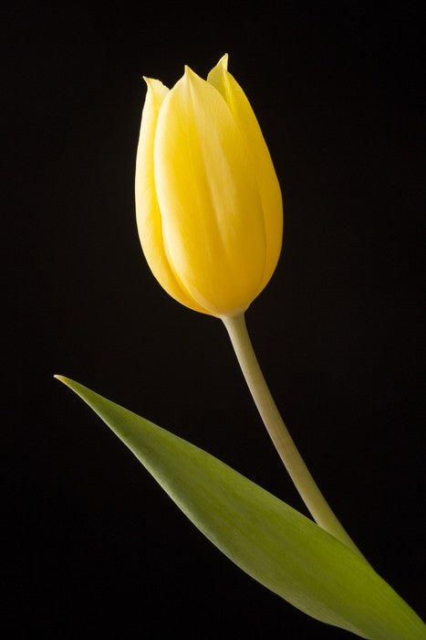 The yellow tulip
