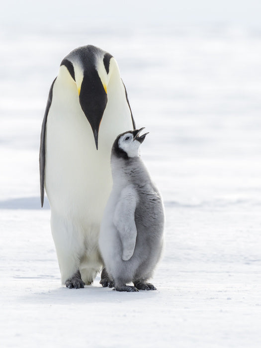 Sing for your supper