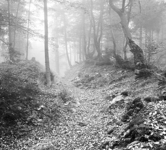 Deep in the forest