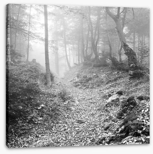 Deep in the forest