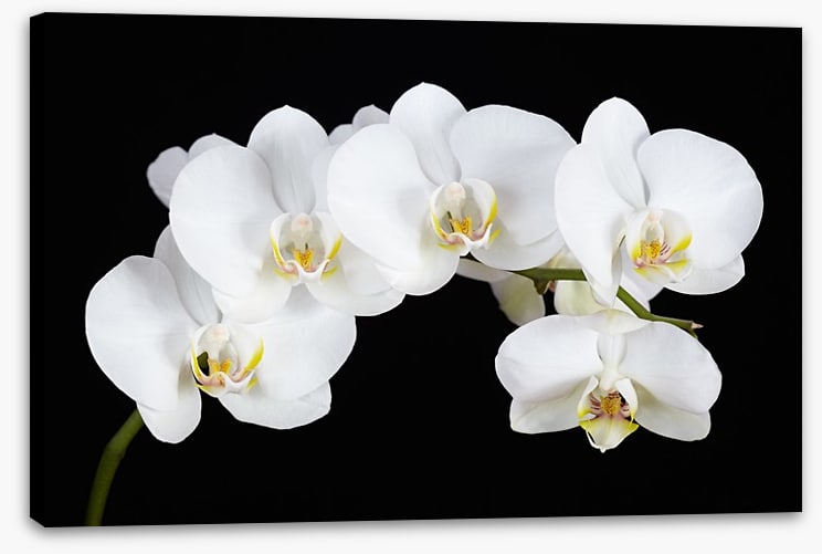Five white orchids