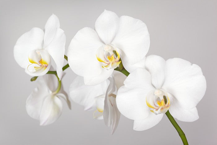 White orchid branch