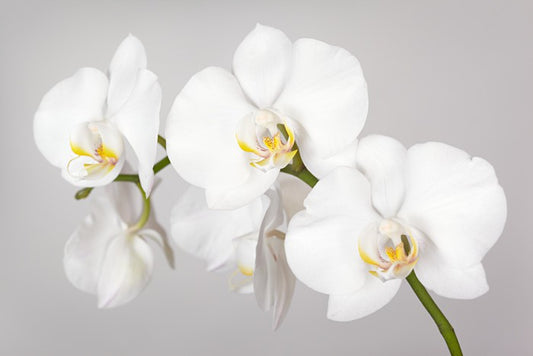 White orchid branch