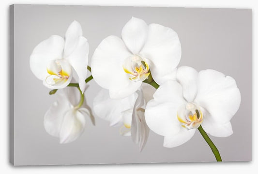 White orchid branch