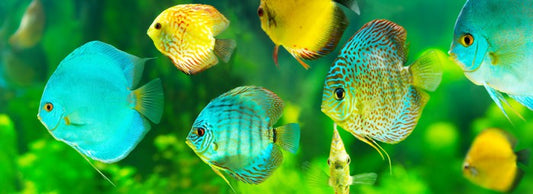 Discus fish panorama