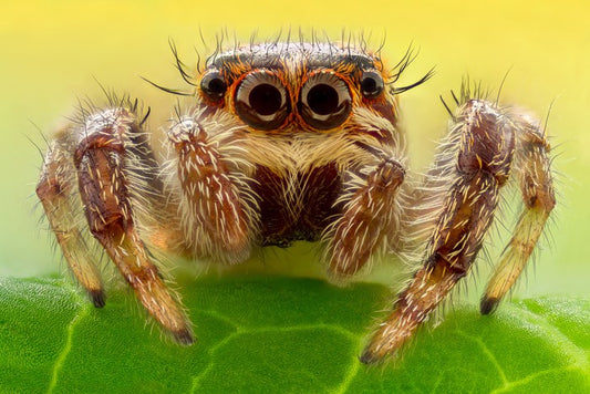 Insects