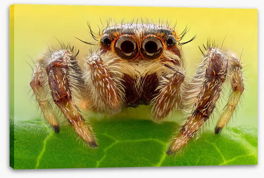 Insects