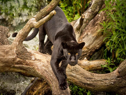 Stealth mode