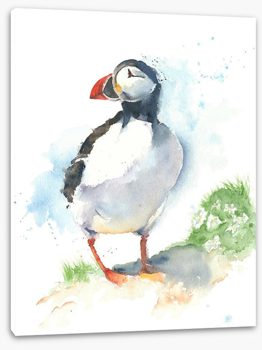 Little puffin