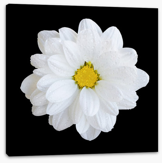 White gerbera daisy