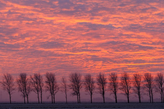 Trees