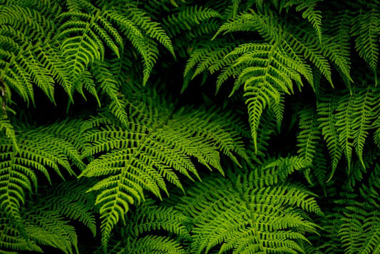 Leaves