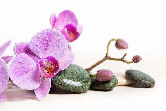 Pink orchid peace