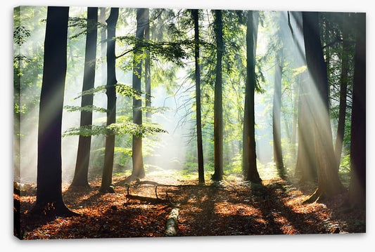 Into the sunlight