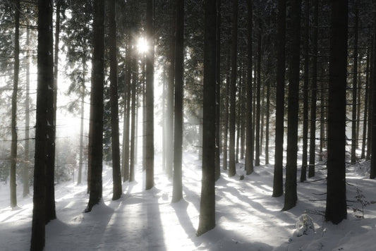 Black forest sunlight