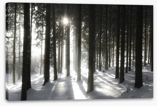 Black forest sunlight