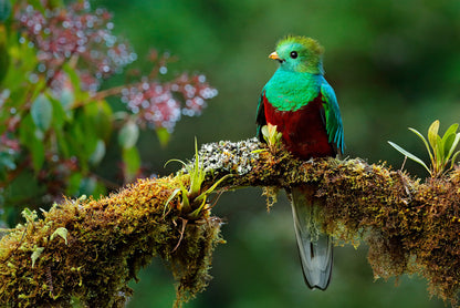 Resplendent quetzal