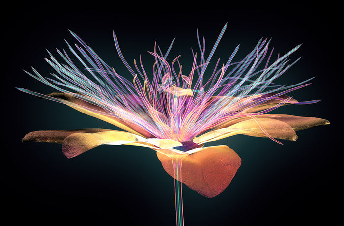 The passion flower