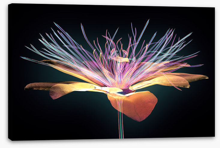 The passion flower