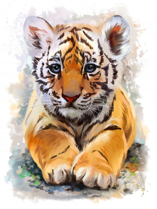 Little tiger