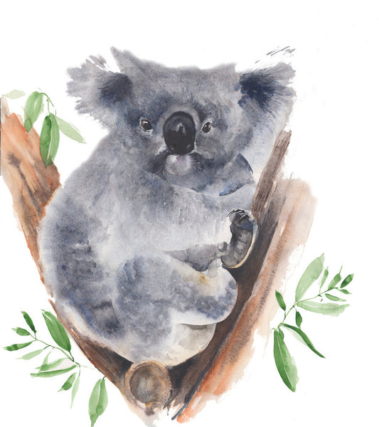 Gum tree koala