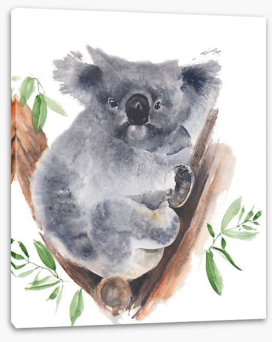 Gum tree koala