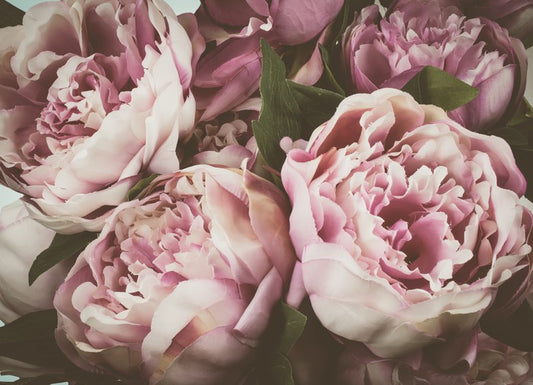 Vintage peony