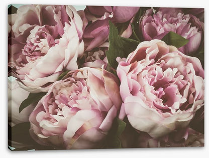 Vintage peony