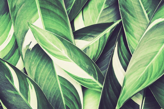 Retro leaves