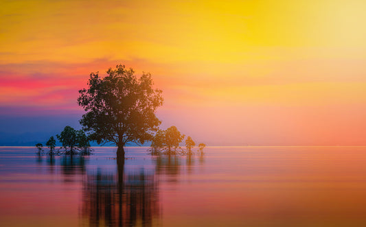 Sunsets / Rises