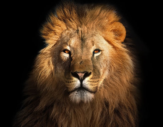 Eye of the lion