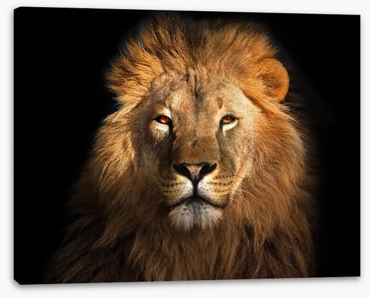 Eye of the lion