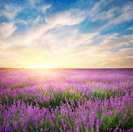 Lavender horizons
